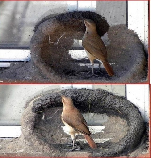Эти птички явно читают раздел "Строительство"