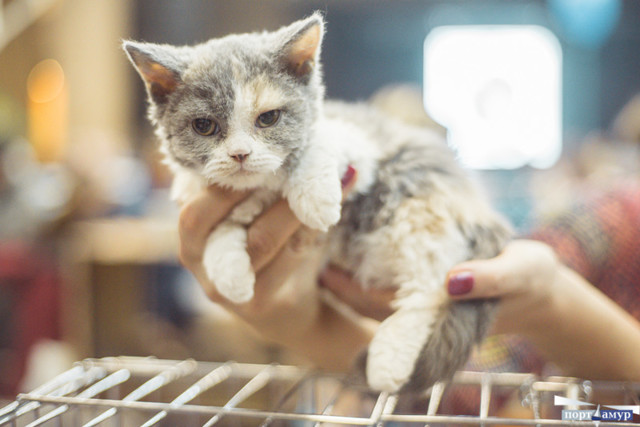 6 советов, которые помогут приучить котенка к лотку