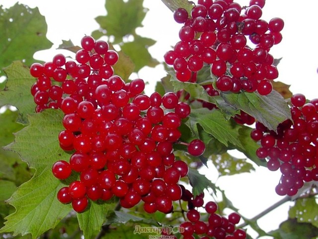 Лекарственные растения России