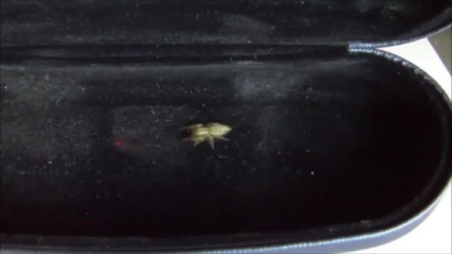 Играют все !