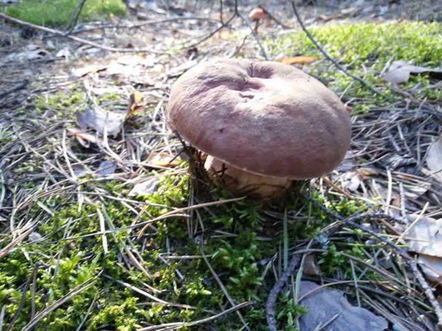 Немного природы