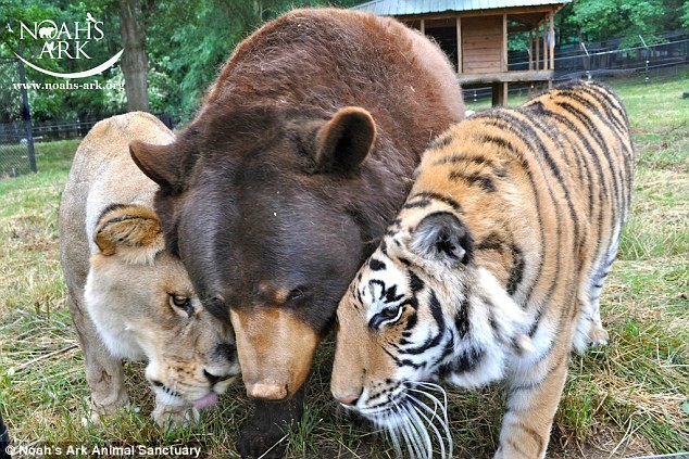 Умер лев Лео друживший и живший 15 лет с друзьями медведем и тигром
