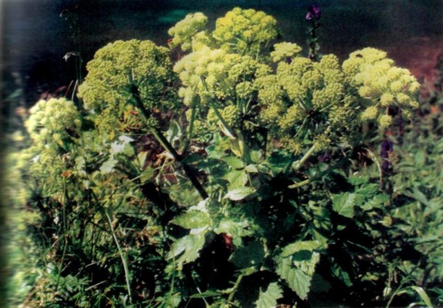 Лекарственные растения России