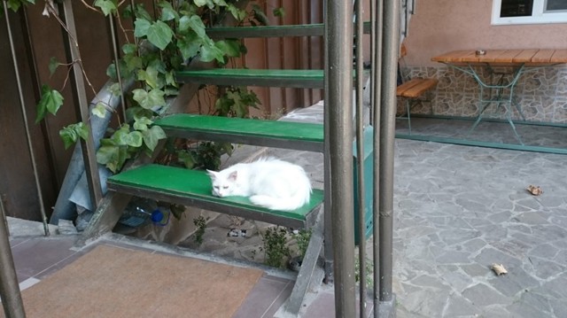 Коты и кошки Ялты