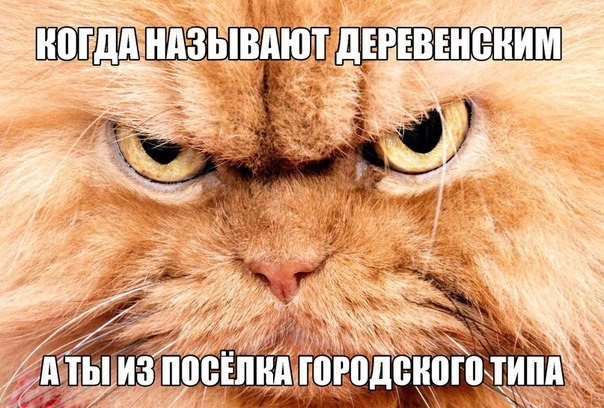 Смешные картинки с надписями