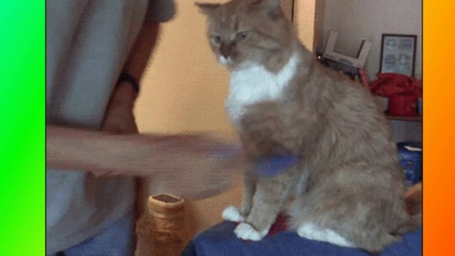 Смешные кошки	