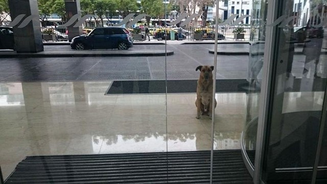 Стюардесса приняла собаку, которая 6 месяцев ждала её за пределами отеля  