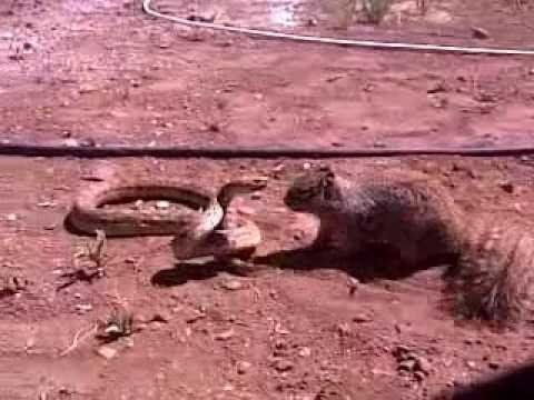 Схватка белки со змеей - проигравший будет съеден