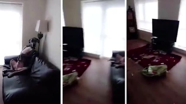 Это не я! Нашкодивший пёс принимает невинный вид