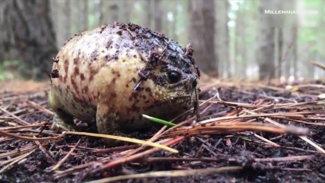 Угрюмая лягушка из ЮАР