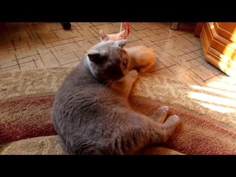 Приставучий котенок