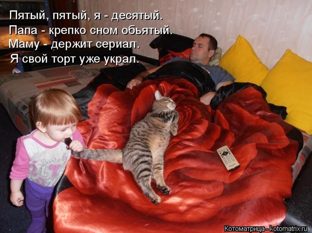 Котики