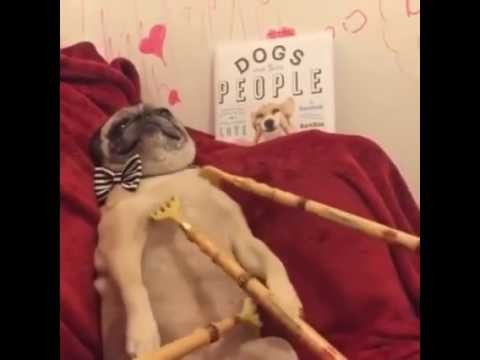 Смешной мопс