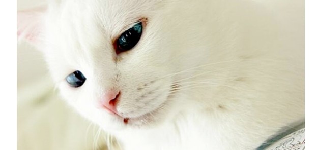 Эта кошка с шикарными глазами выглядит безупречно, пока не заснет