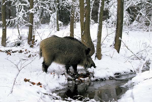 Байка про Арсенича