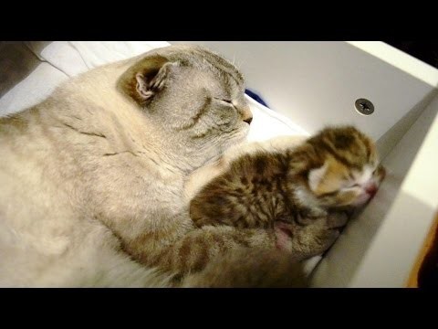 Котиковаятерапия, безумно милые котята