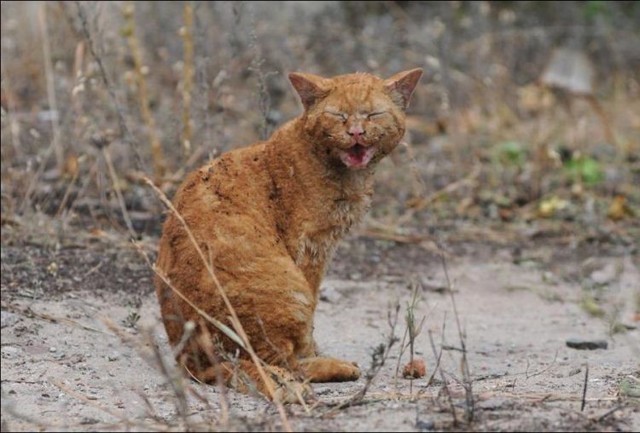 Рассказ про кота. Наткнулся случайно на эту историю. Она далеко не новая