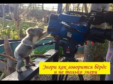 Злые птички, а так же собачки, котики и др. 