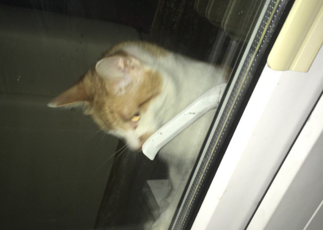 Месть Бонифация: москвичке пришлось вызвать МЧС после того, как кот ночью закрыл её на балконе