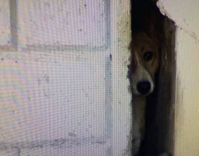 В Хабаровске собака три года живет в узкой щели между домом и магазином