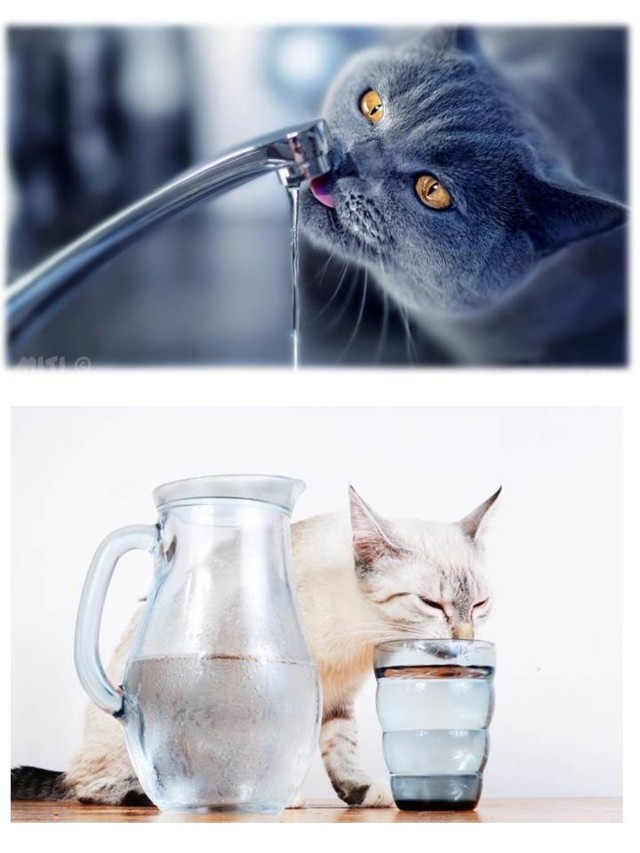 Кошка много пьет воды