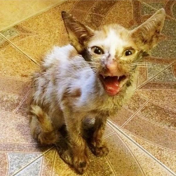 Ветеринар хотел усыпить его, но любовь и забота в который раз сотворили чудо