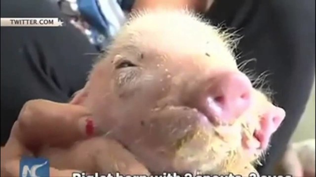 В КНР появился трехглазый поросенок с двумя пятачками