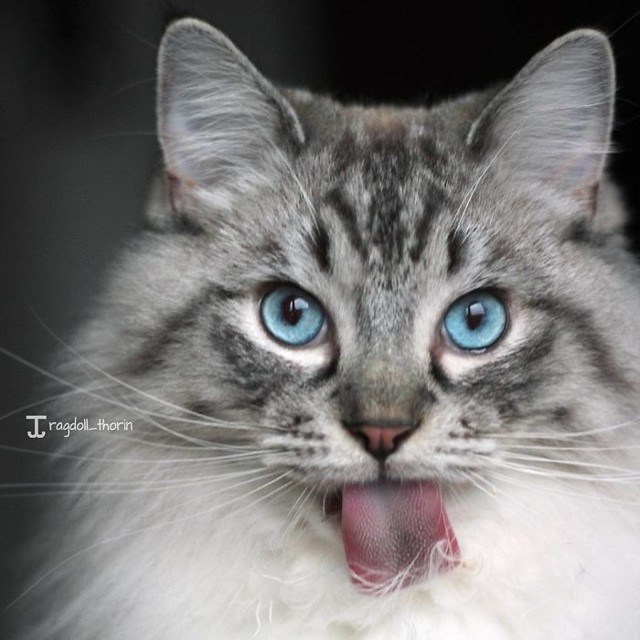 Торин, кот с невероятно длинным языком