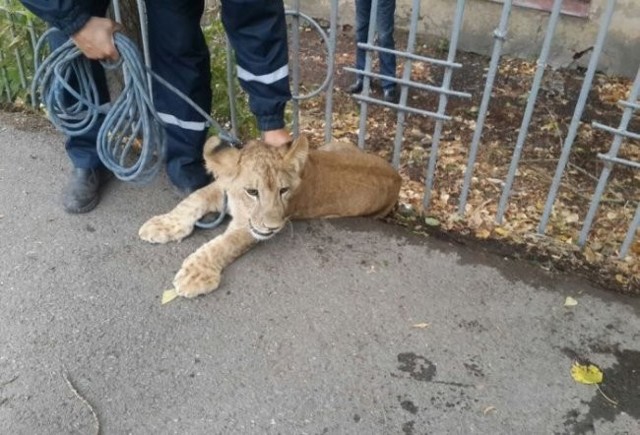 В центре Уфы поймали гуляющего по улице львенка