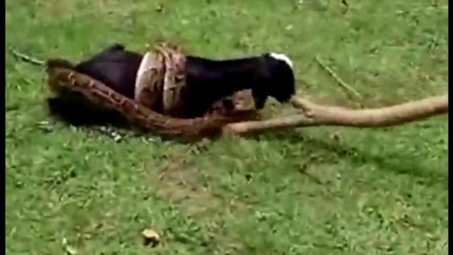 Нападение питона на козу !