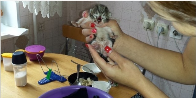 Как мы котейку спасали!