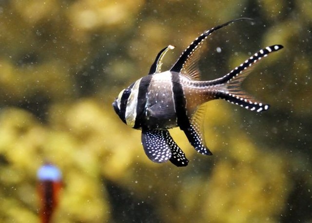 18 рыбок, от красоты которых захватывает дух