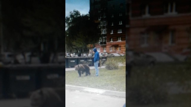 Житель Саранска выгуливал во дворе многоквартирного дома бурого медведя