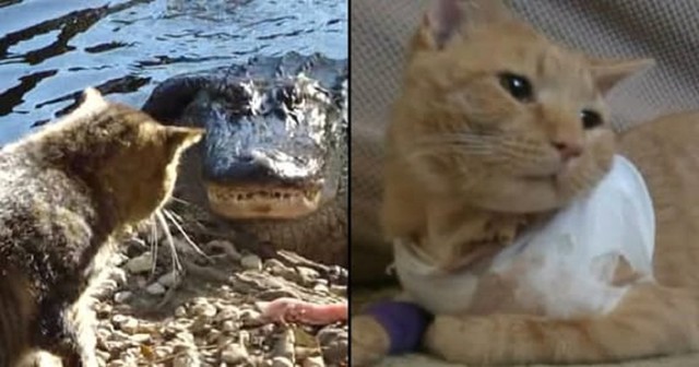 Эти героические коты спасли жизнь своим хозяевам