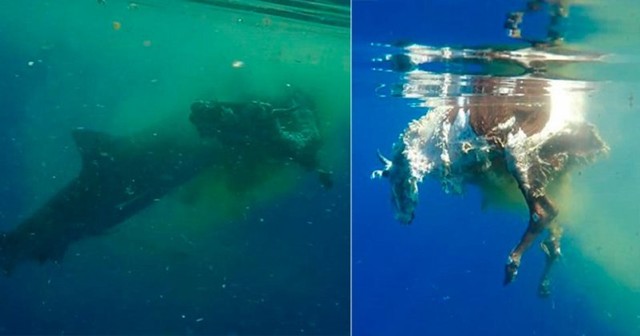 Тигровая акула разорвала и съела тушу коровы посреди океана