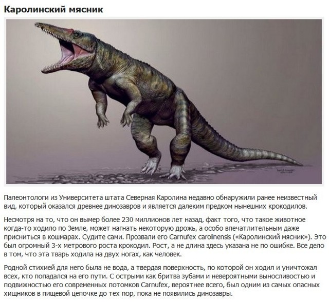 10 вымерших животных с необычными особенностями