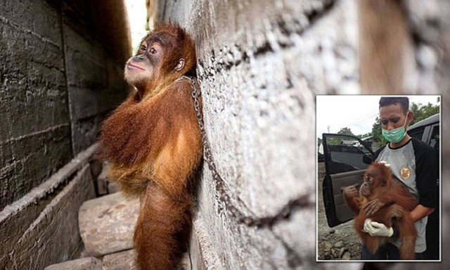 Юный орангутан целый год жил на цепи в каменном мешке