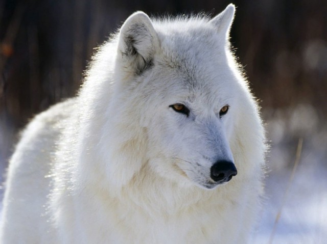 Я очень люблю волков. Вот наткнулся на статейку под названием Крупный план: полярный волк