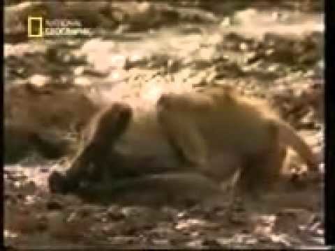 вах какой красавчик