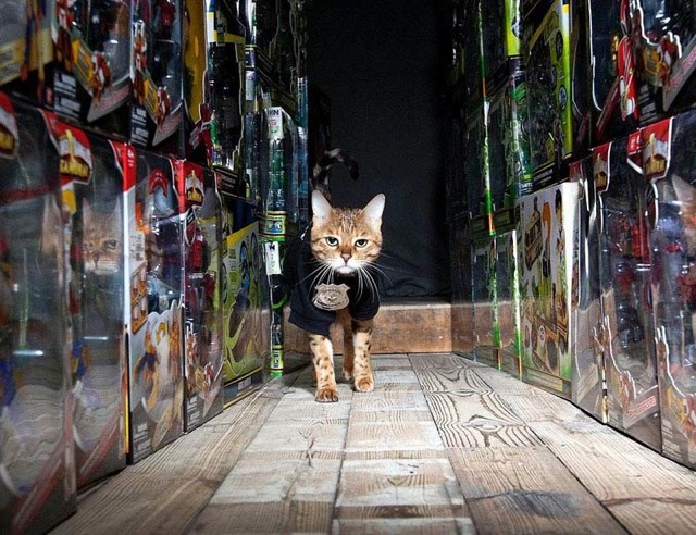 Служебные коты