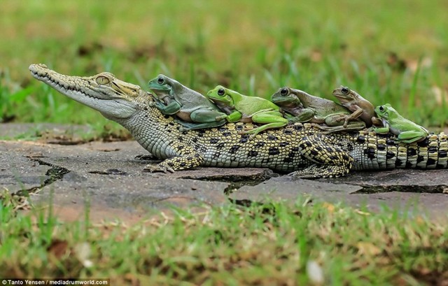 Храбрые лягушки решили станцевать на спине у крокодила