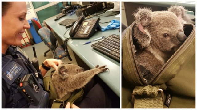 Австралийские полицейские нашли в сумке у задержанной женщины...коалу