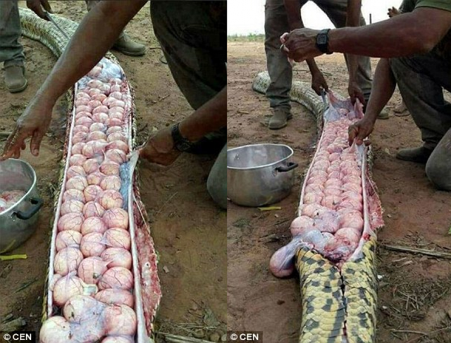 Африканцы без суда и следствия вскрыли беременную гигантскую змею