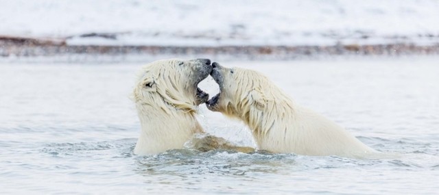 Игривая борьба полярных медвежат у берегов Аляски