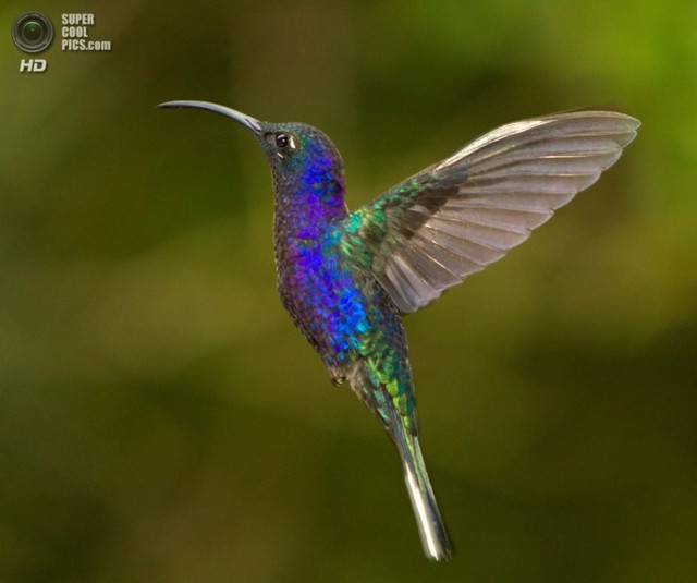 Колибри: не маленькое Божье чудо