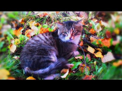 Грустный котик
