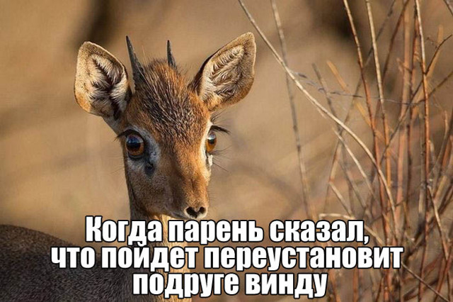 Немного гифок