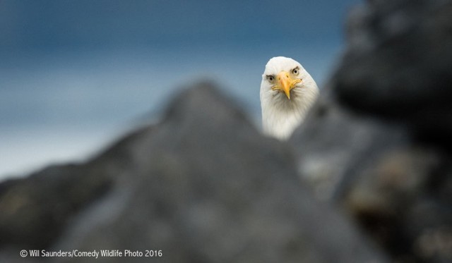 Изумительные снимки дикой природы от финалистов ежегодного конкурса на самую смешную фотографию