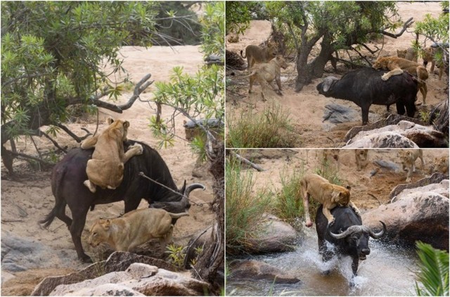 Драматические кадры: голодная львица напала на буйвола