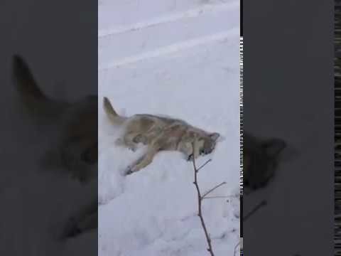 убил волка-убил авто 